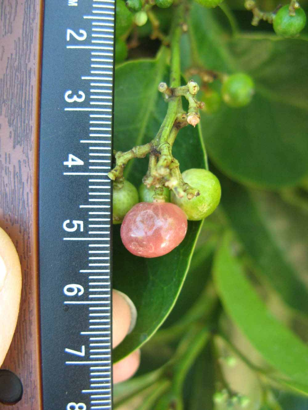              Fruit (Winter Haven, FL)       